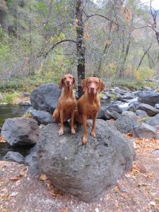 Copper & Sammie Vizsla Dogs