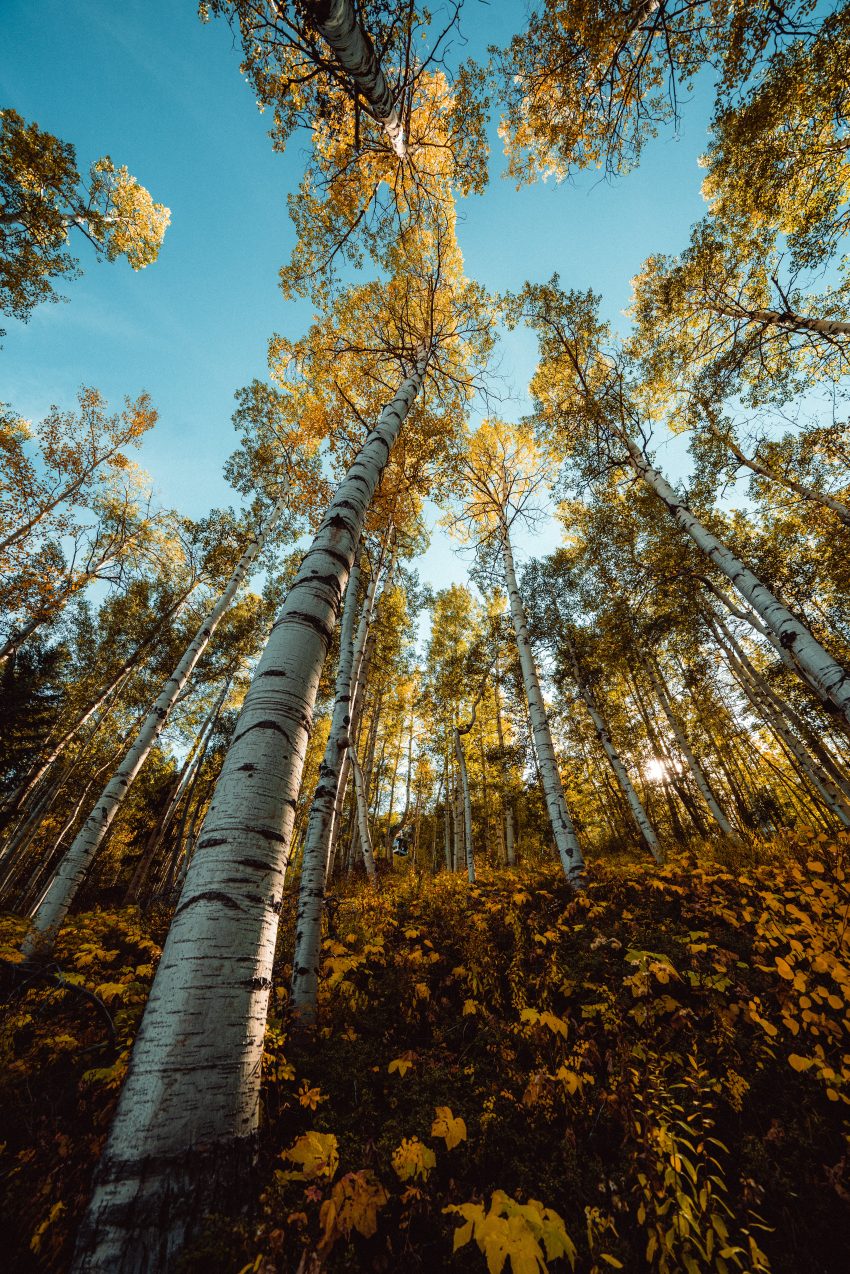 Trees and Peace