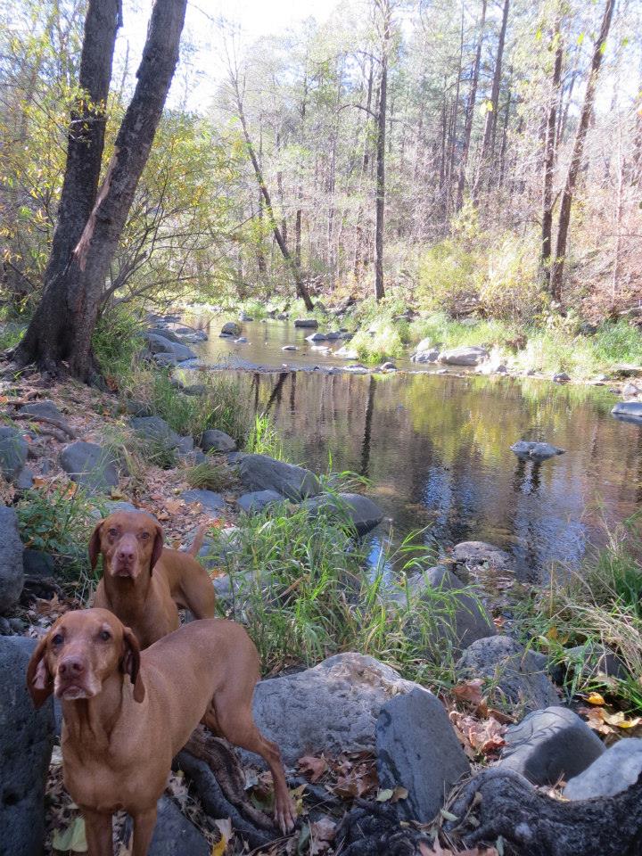 My past travel buds Copper (back) & Sammie (front) Cave Creek AZ | Credit Cindi ShardsAndWords