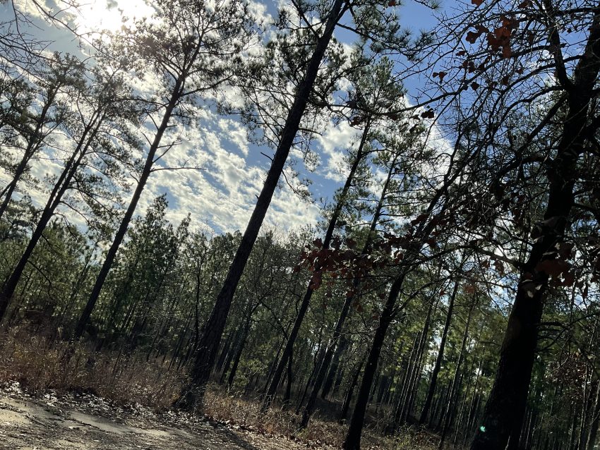 Tuskegee national forest alabama